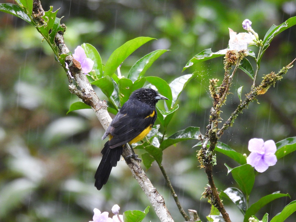 クロズキンムクドリモドキ - ML373428171