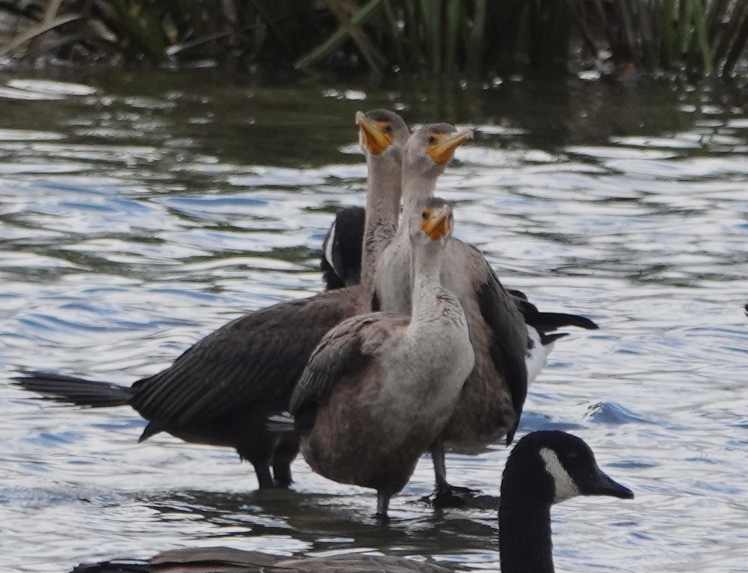 Cormoran à aigrettes - ML373428591