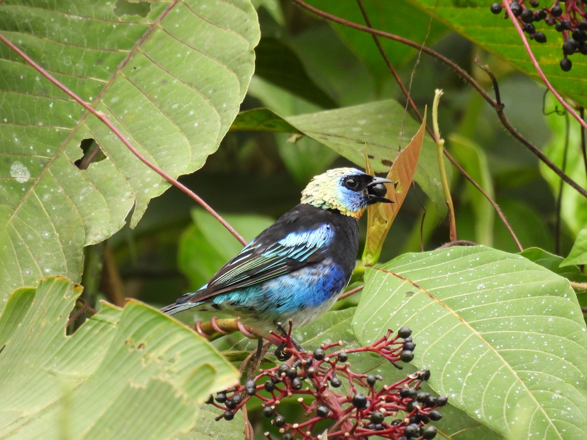キンズキンフウキンチョウ - ML373429221