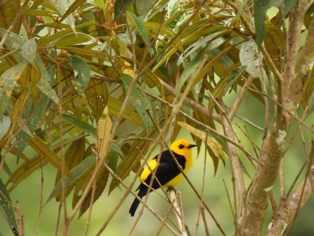 キンクロフウキンチョウ - ML373429281