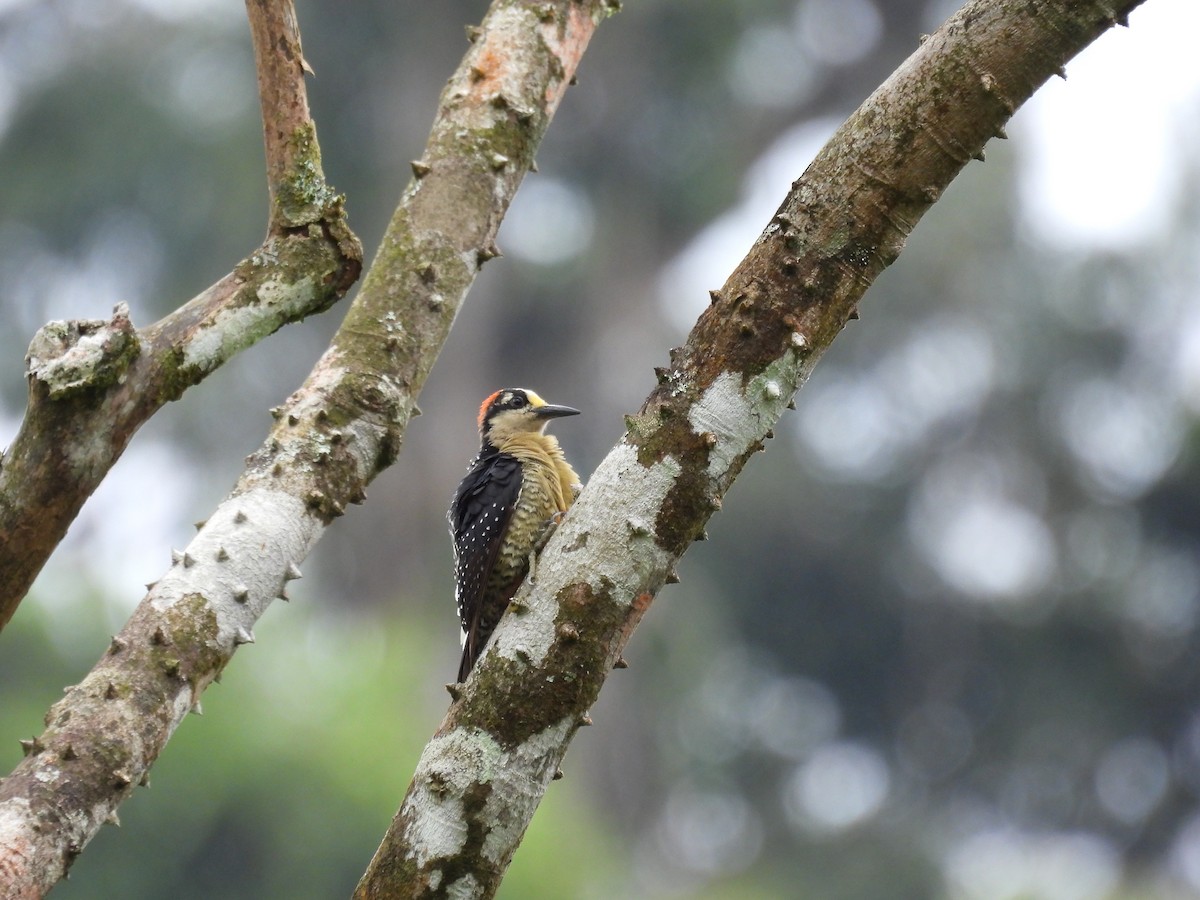 ホオグロミヤビゲラ - ML373429521