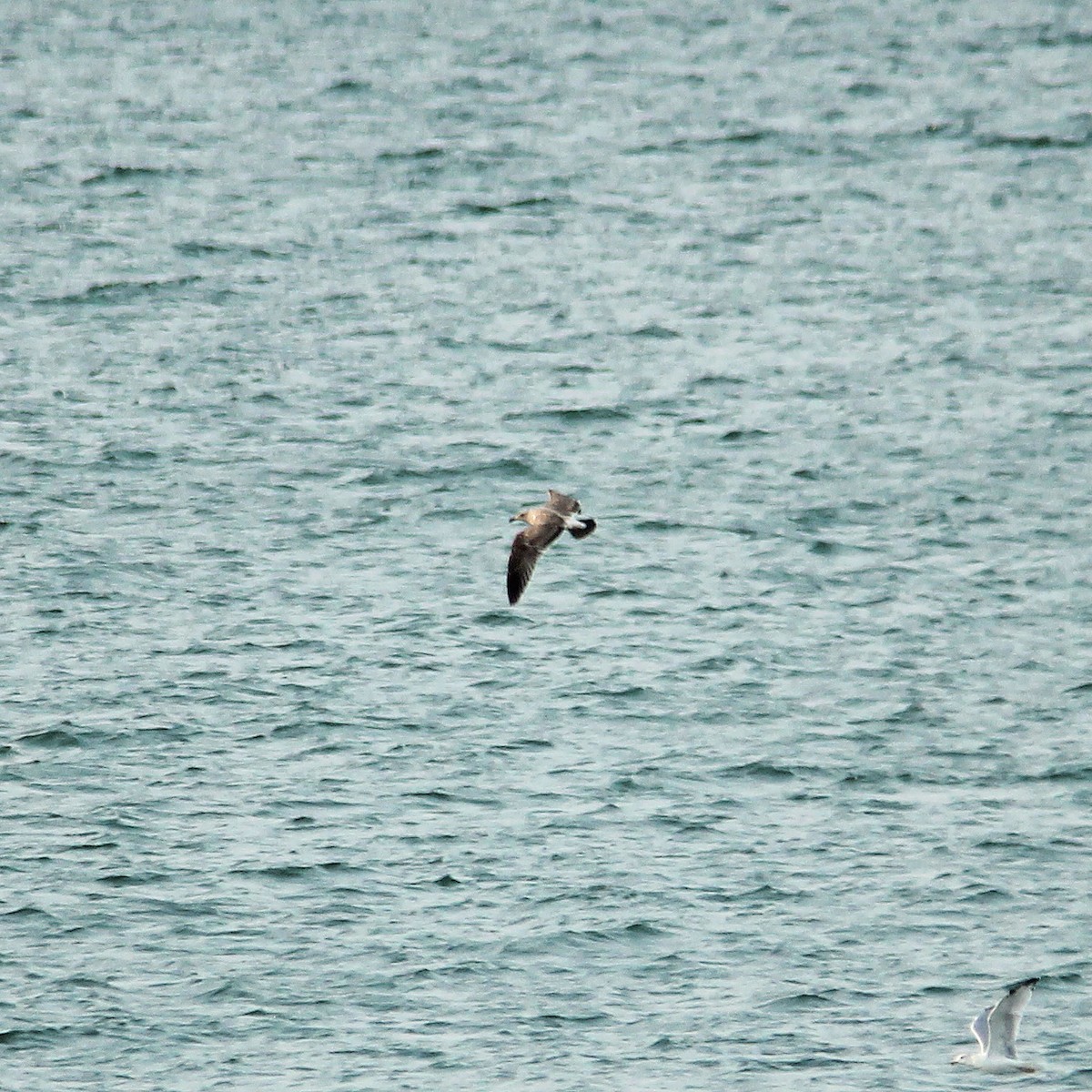 Yellow-footed Gull - ML373430241