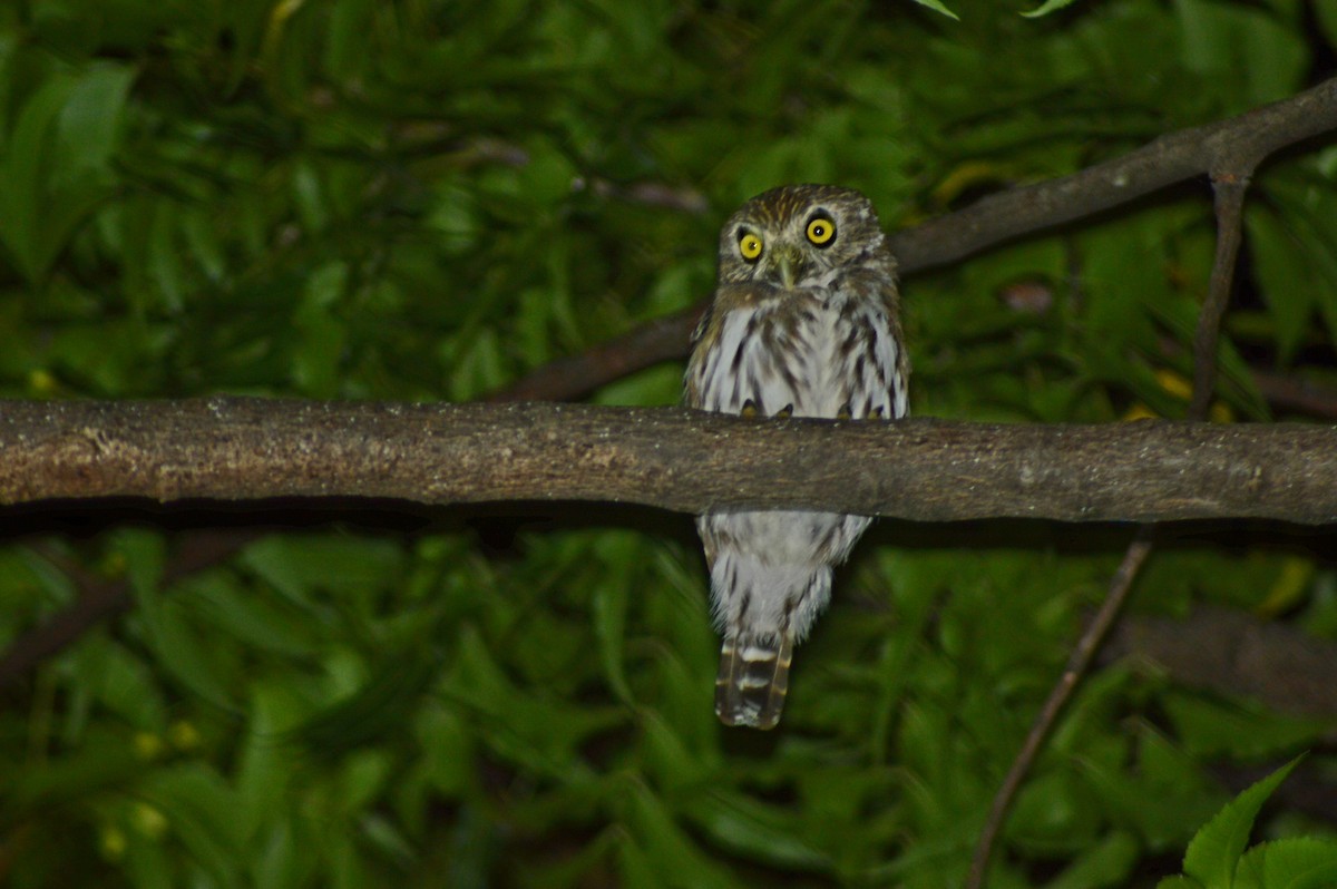 Ferruginous Pygmy-Owl - Rene Salvador Mena Guzman