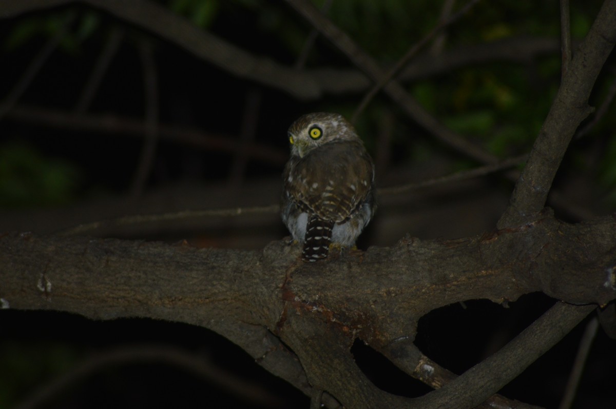 Ferruginous Pygmy-Owl - ML373435511
