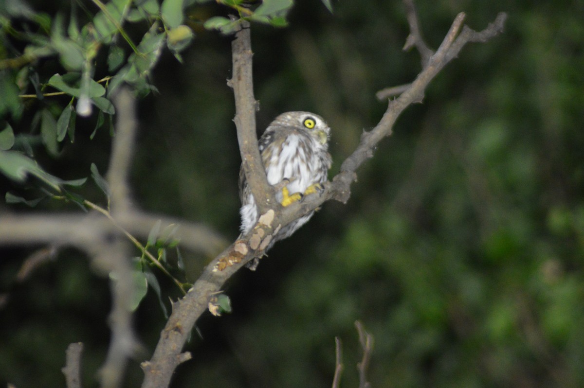 Ferruginous Pygmy-Owl - ML373435681