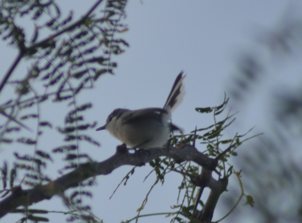 White-lored Gnatcatcher - ML373435821