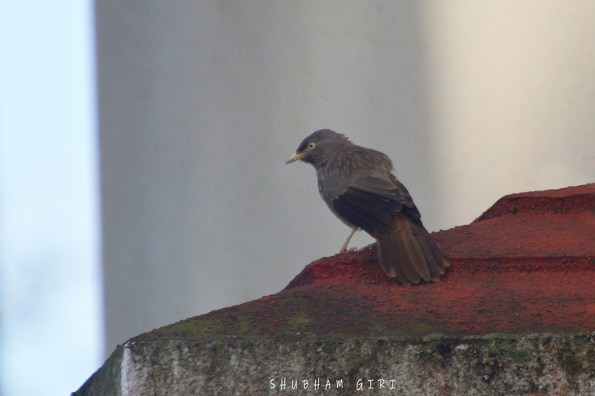 Jungle Babbler (Black-winged) - ML373438351