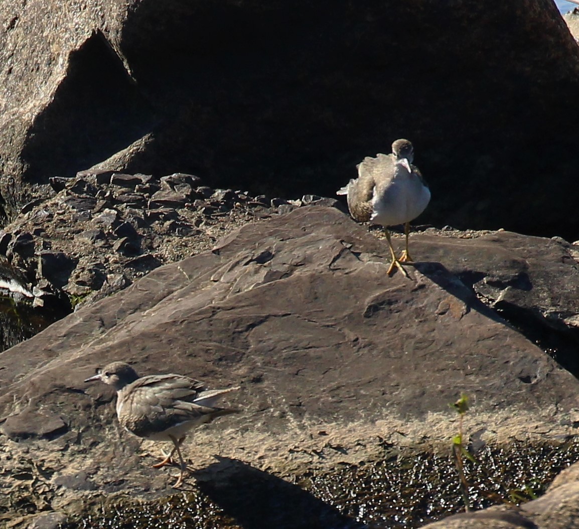 Spotted Sandpiper - ML373438811