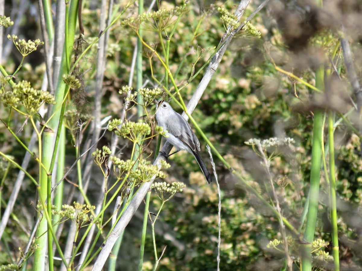 Blue-gray Gnatcatcher - ML37343991