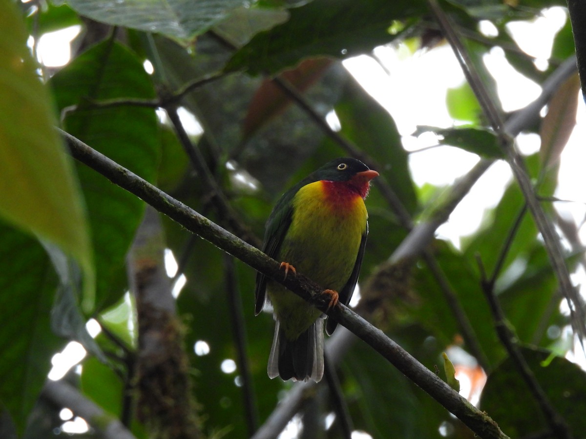 Frutero Pechirrojo (frontalis) - ML373440501