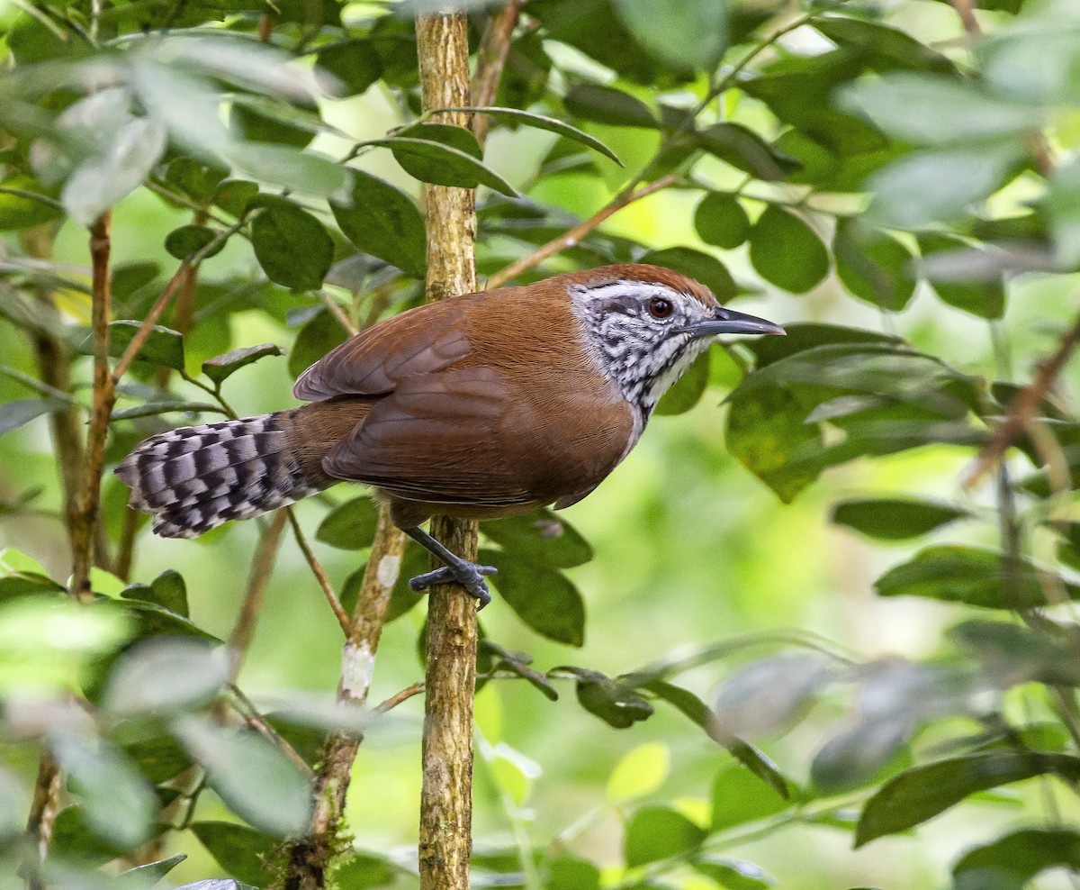 Speckle-breasted Wren - Yolanda Luna