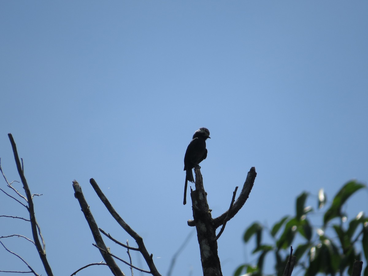 Long-tailed Tyrant - ML37344171