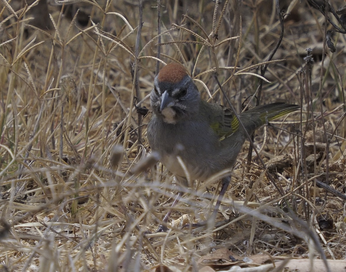 Green-tailed Towhee - ML373442051