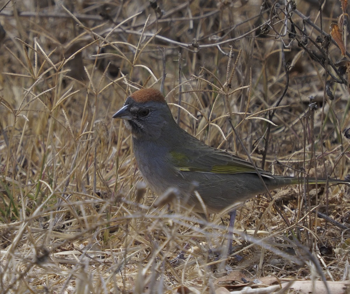 Green-tailed Towhee - ML373442071