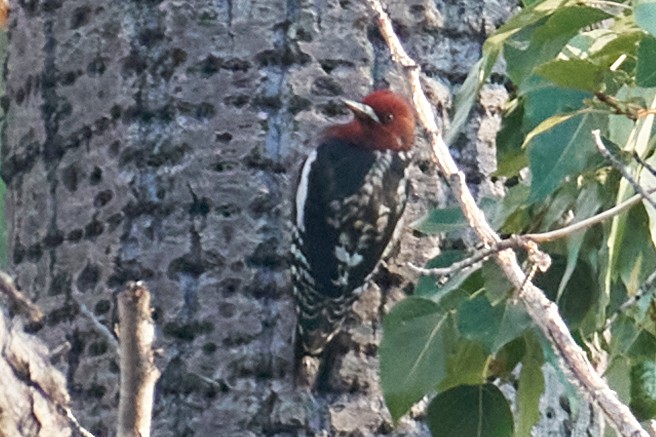 Red-breasted Sapsucker - ML373444081