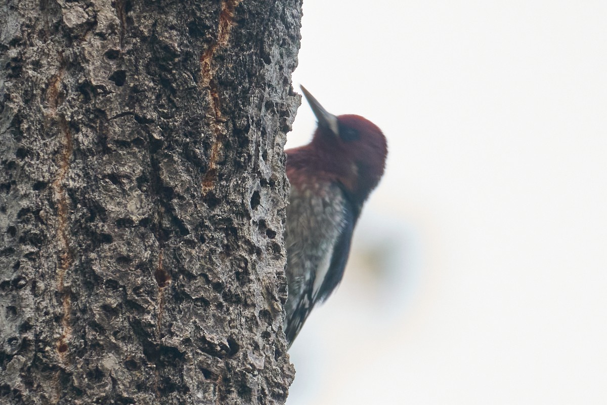 Red-breasted Sapsucker - ML373444131