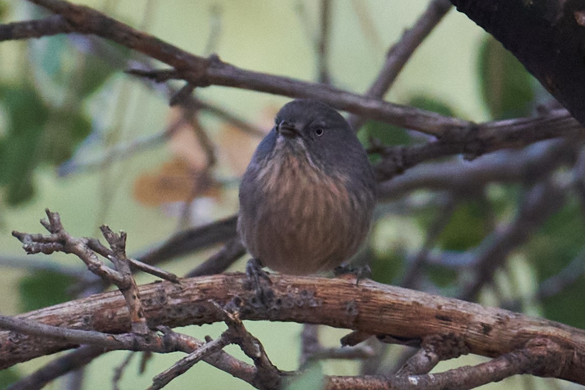 Wrentit - Grigory Heaton