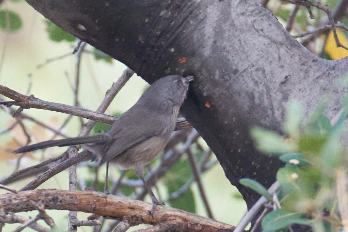 Wrentit - Grigory Heaton