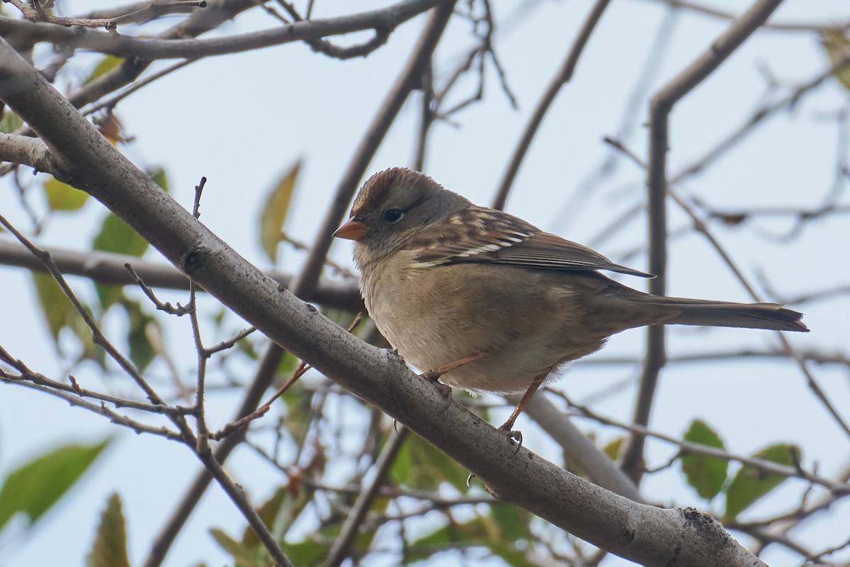 White-crowned Sparrow - ML373444451