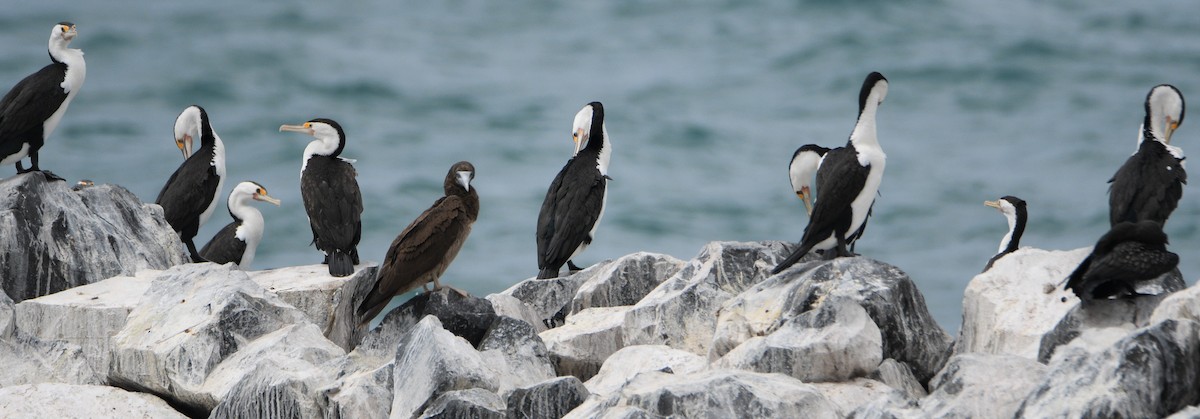 Pied Cormorant - ML373445051