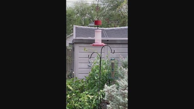 Ruby-throated Hummingbird - ML373446411