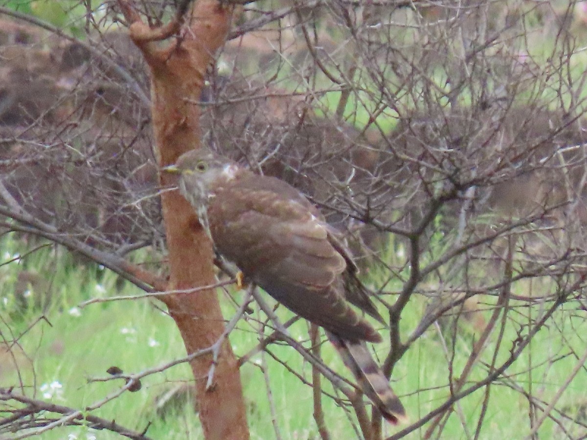 Common Hawk-Cuckoo - Rujuta Vinod