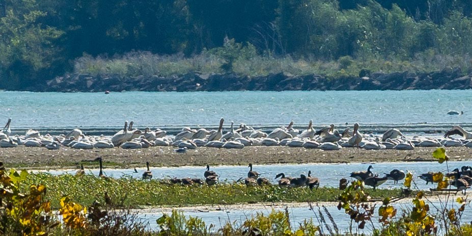 American White Pelican - ML373450531