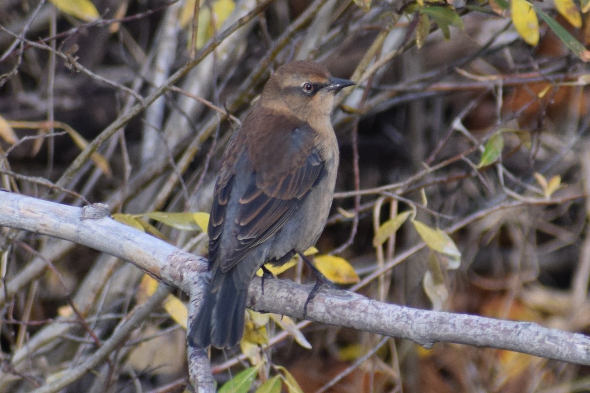 Rusty Blackbird - ML373450951