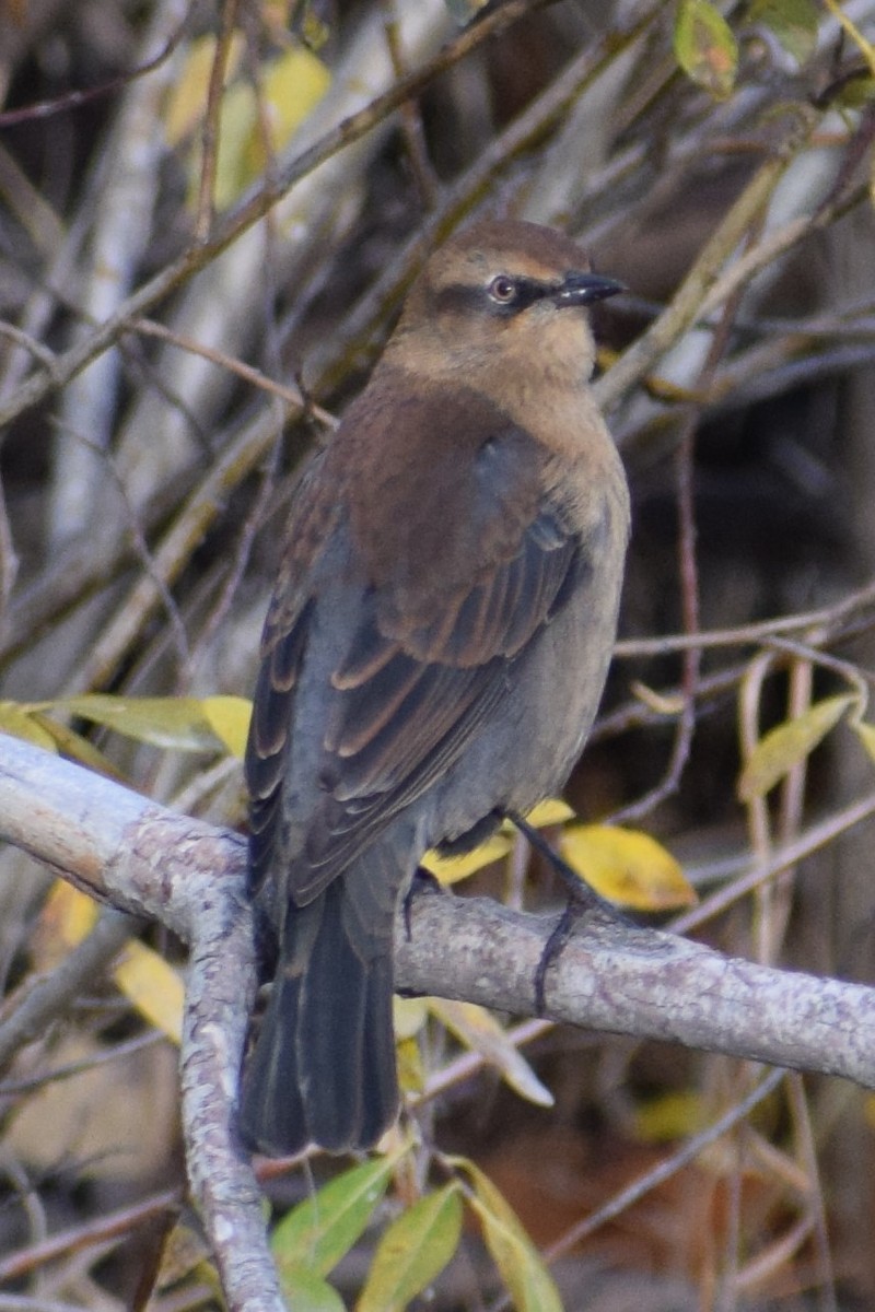 Rusty Blackbird - ML373450961