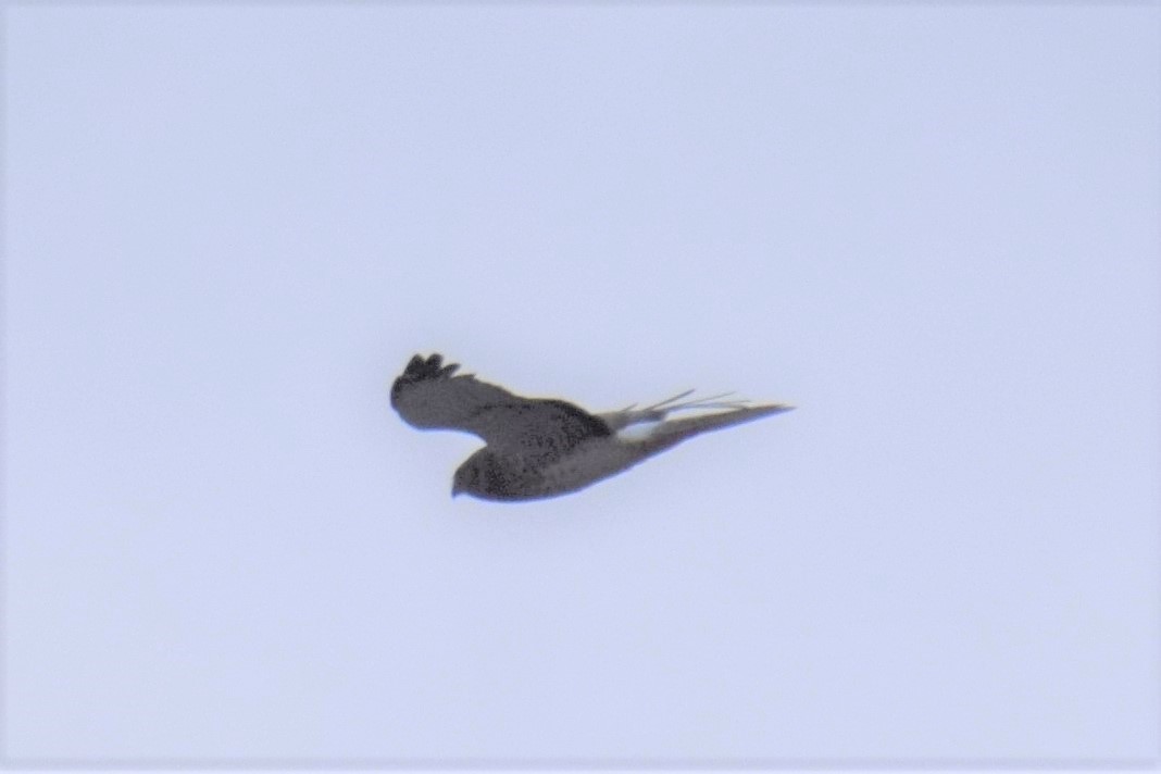 Northern Harrier - ML373451141