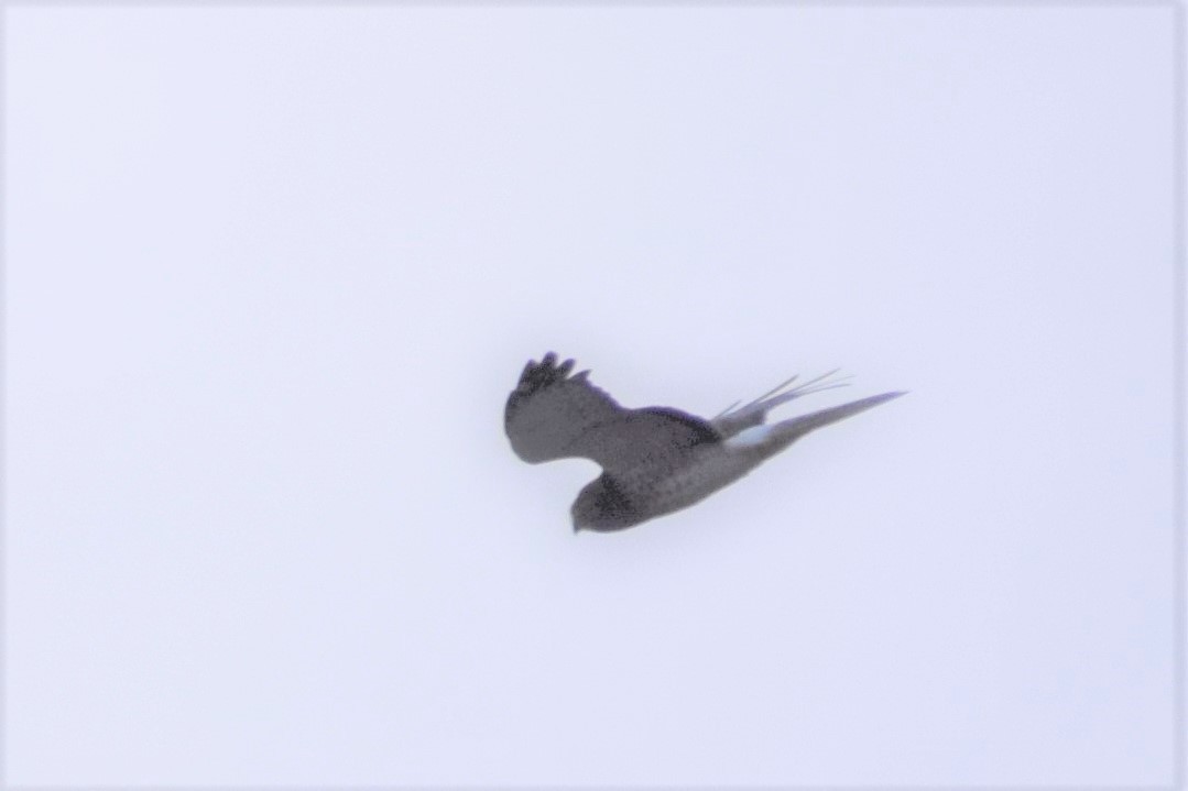 Northern Harrier - ML373451161