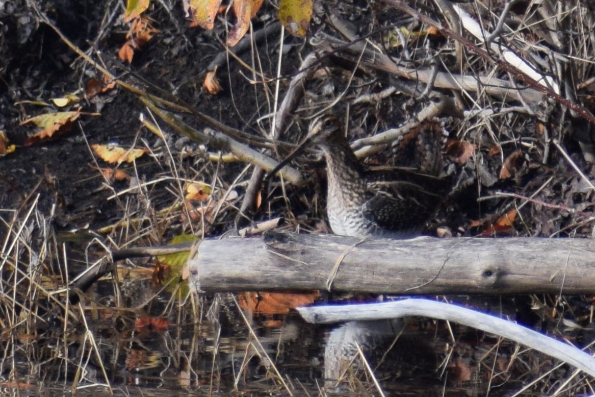 Wilson's Snipe - ML373451601