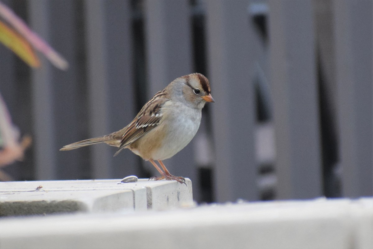 White-crowned Sparrow (Gambel's) - ML373451871