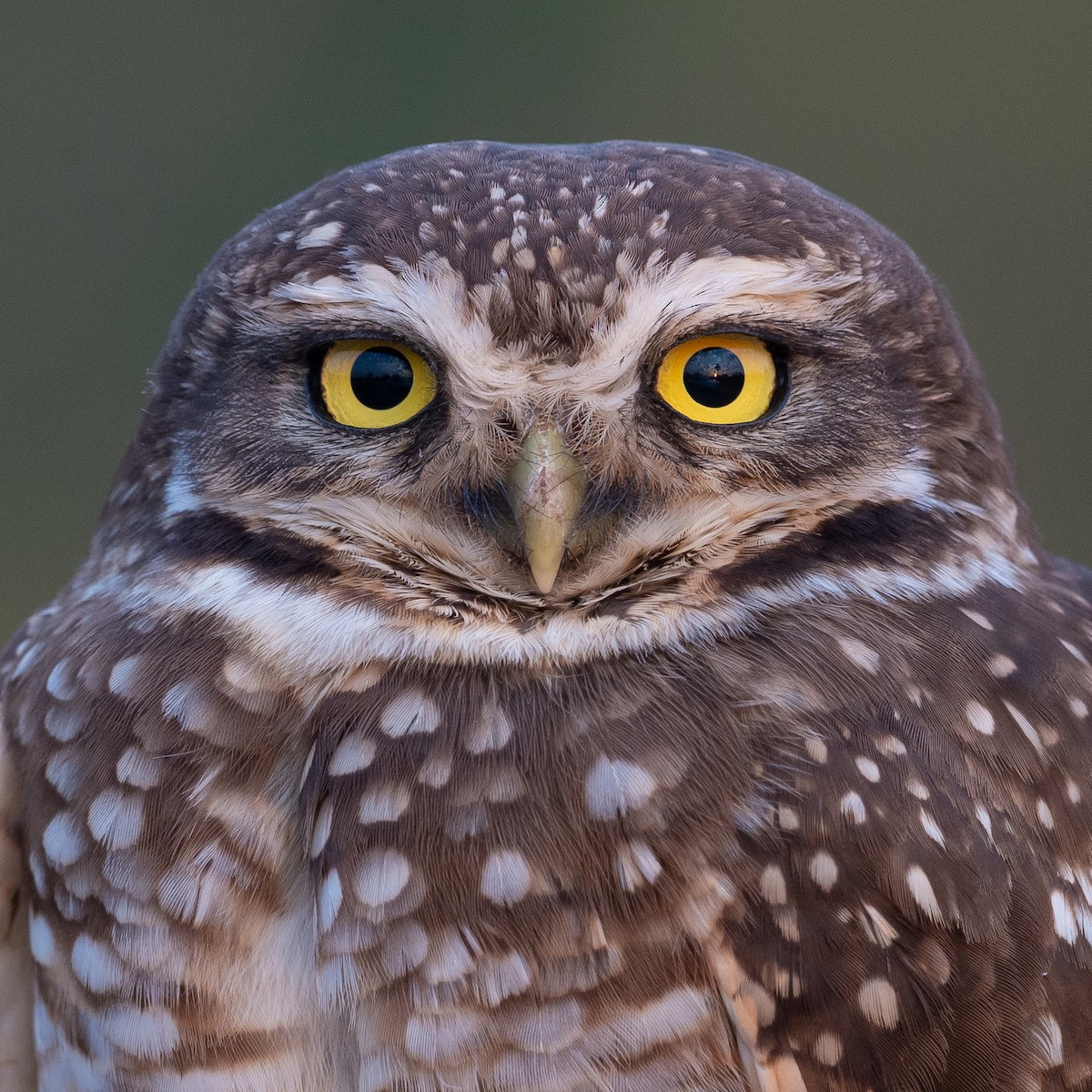 Burrowing Owl - ML373453291