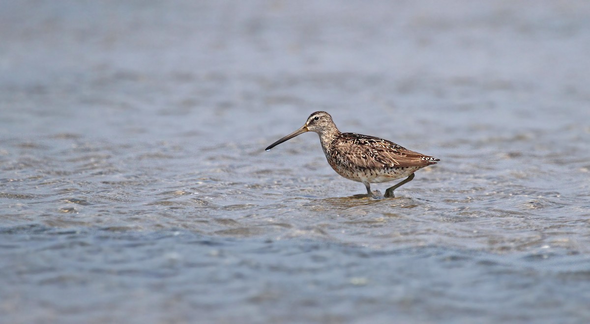 Short-billed Dowitcher (griseus) - ML37345481