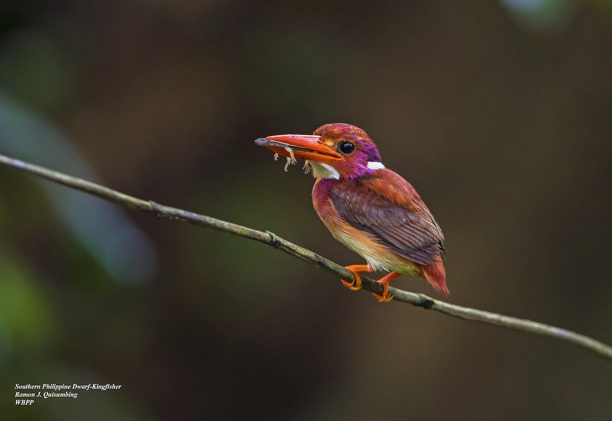 Philippine Dwarf-Kingfisher - Ramon Quisumbing