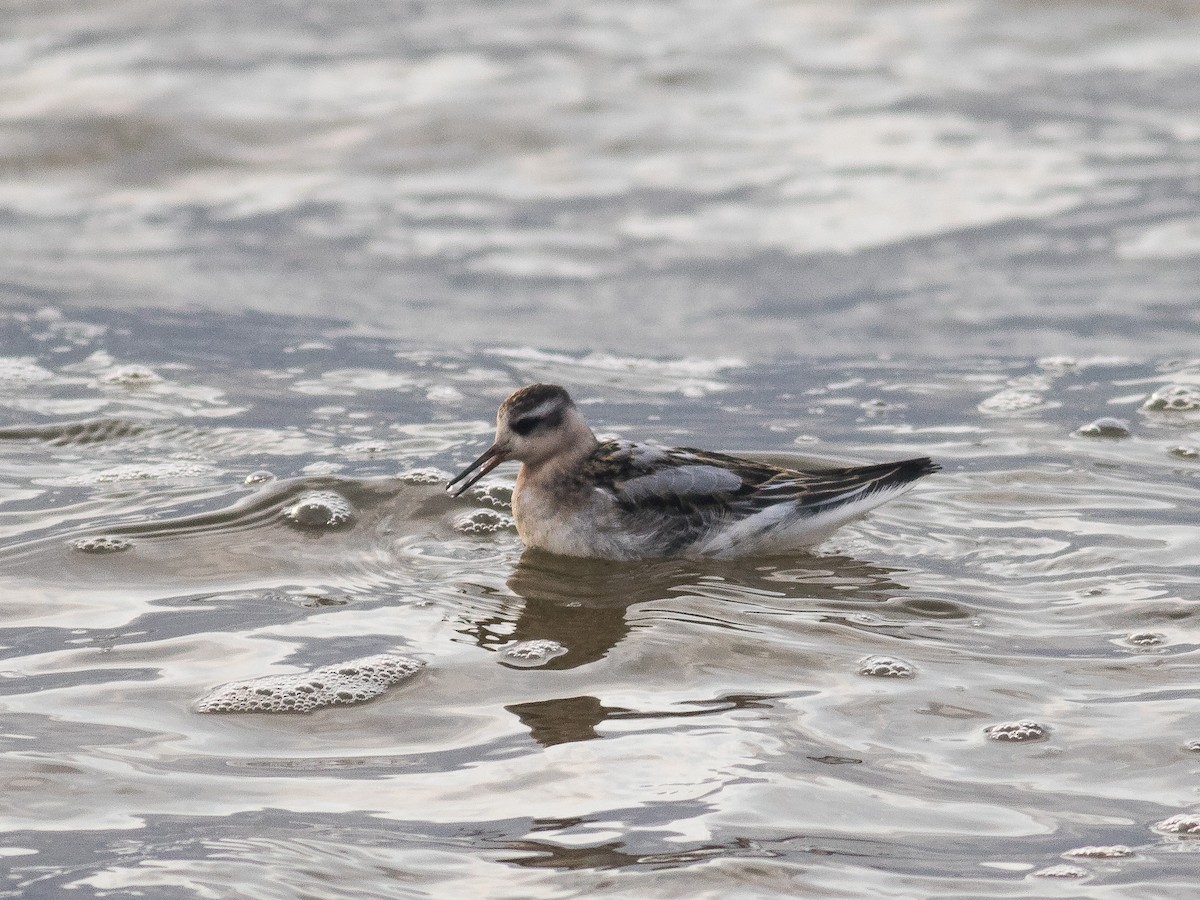 polarsvømmesnipe - ML373457591