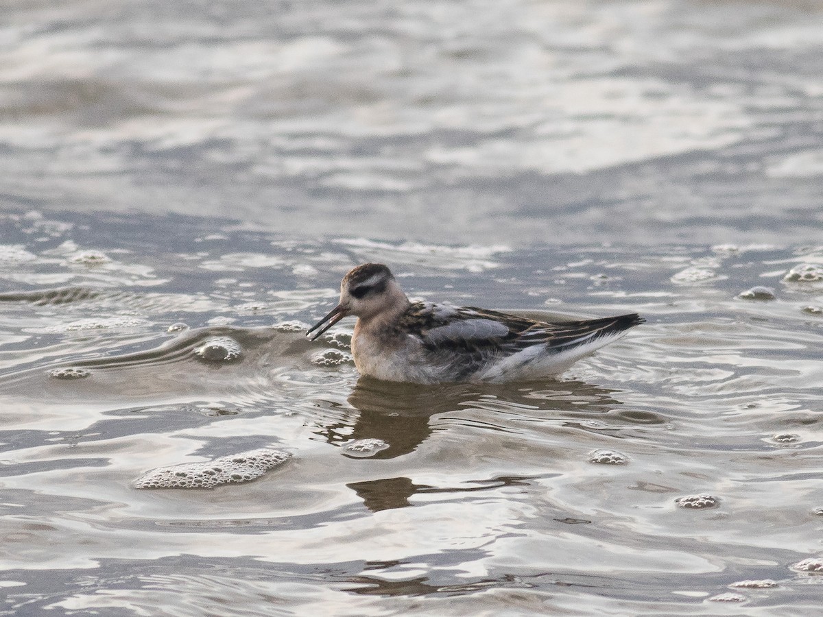 Red Phalarope - ML373457591