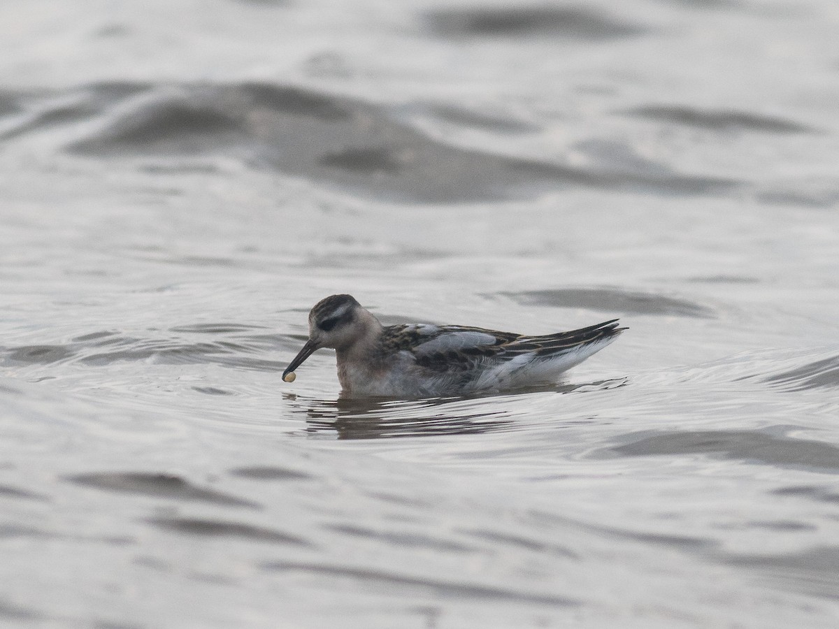 polarsvømmesnipe - ML373457601