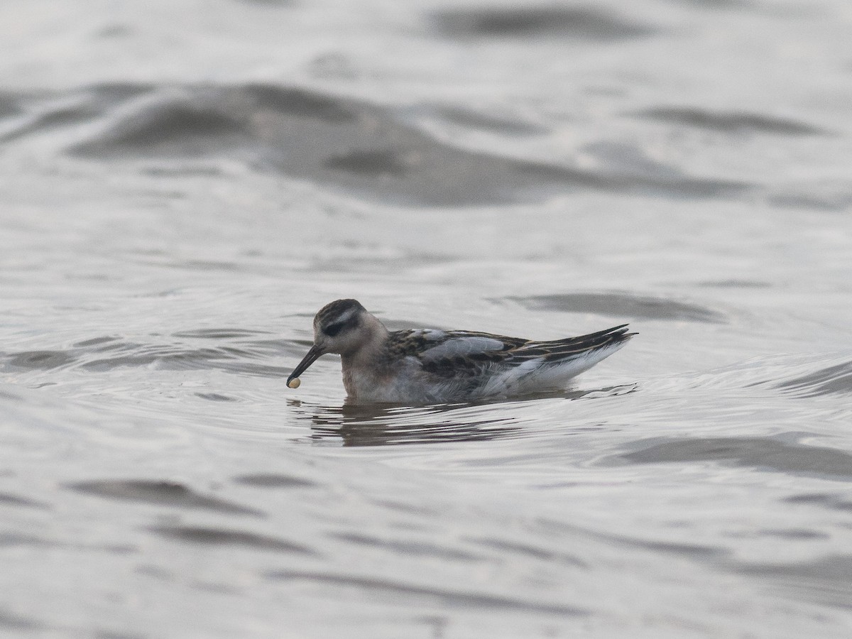 Phalarope à bec large - ML373457601