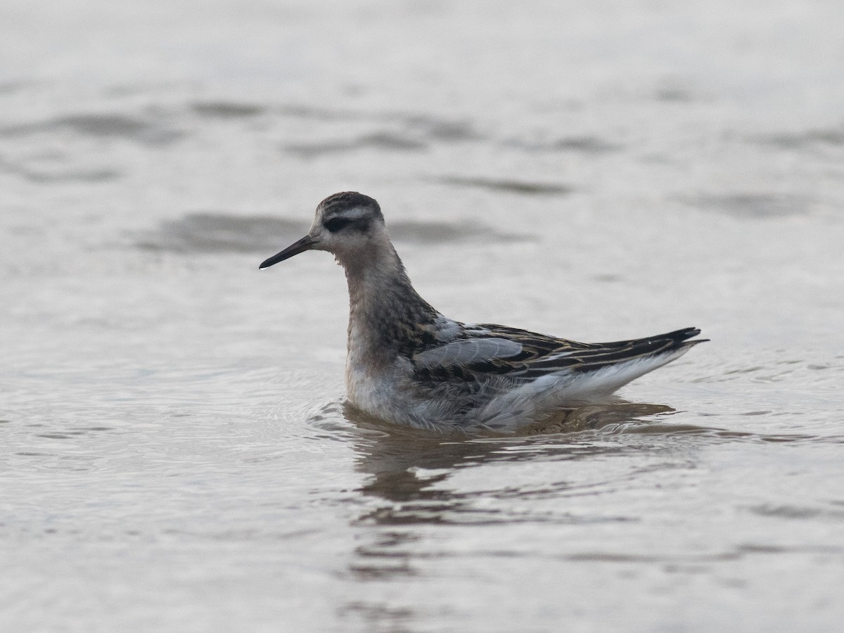 Phalarope à bec large - ML373457611