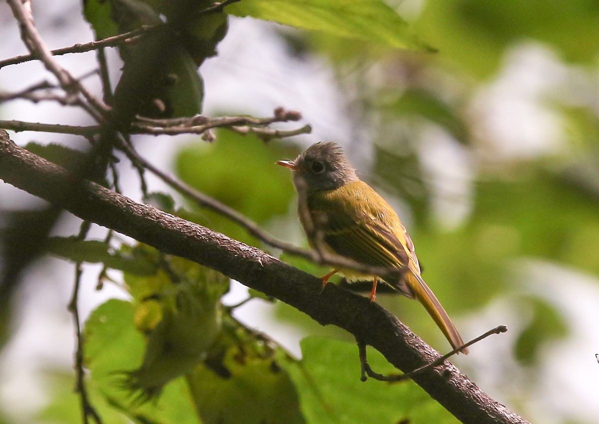 Gray-headed Canary-Flycatcher - ML373459181