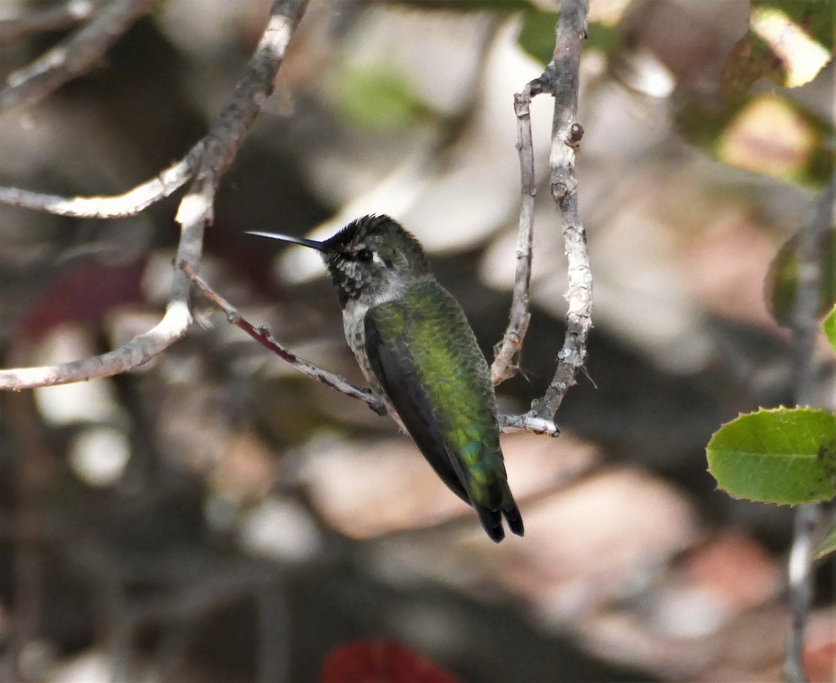 Anna's Hummingbird - ML373459371