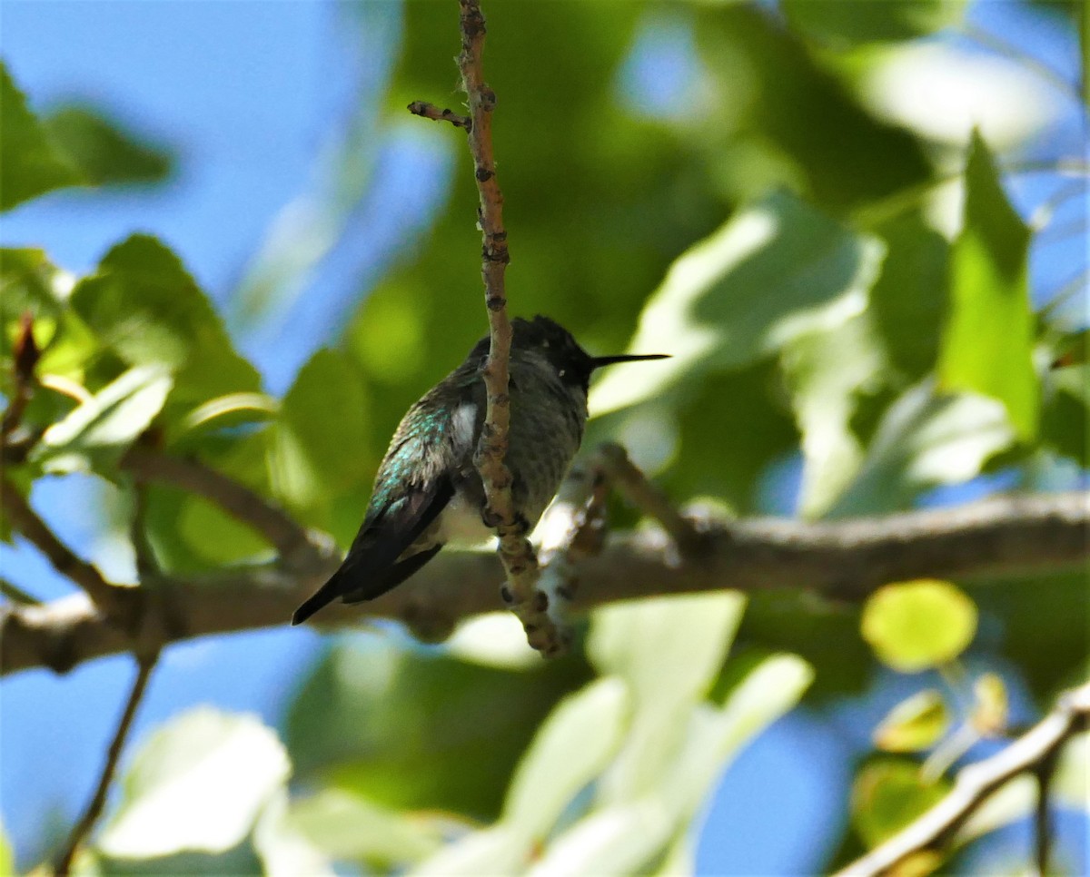 Anna's Hummingbird - ML373459381
