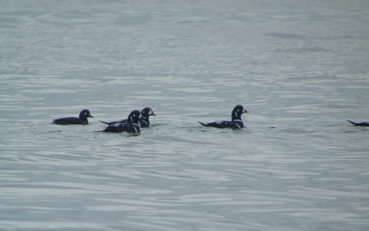 Harlequin Duck - ML37346001