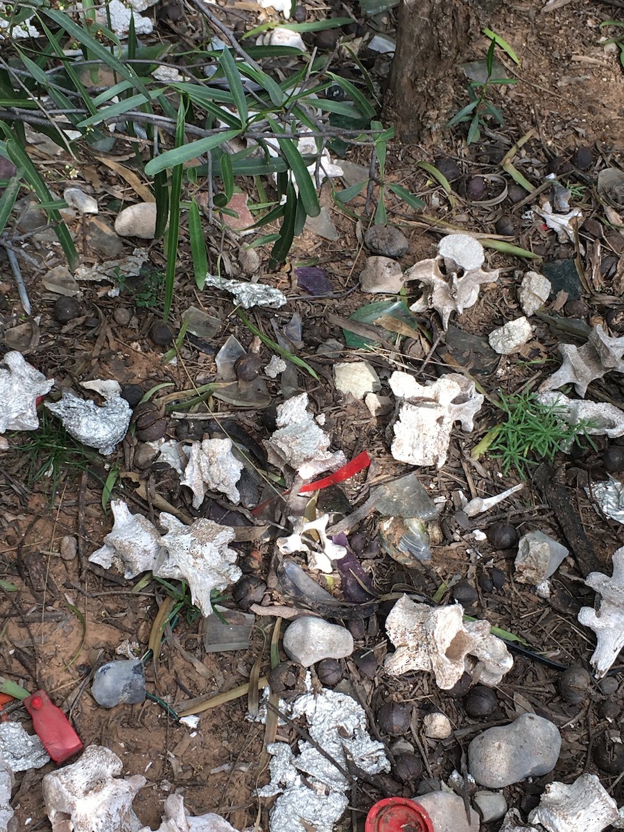 Spotted Bowerbird - ML373460211