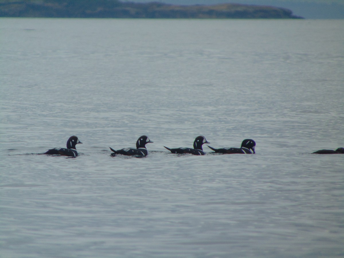 Harlequin Duck - ML37346041