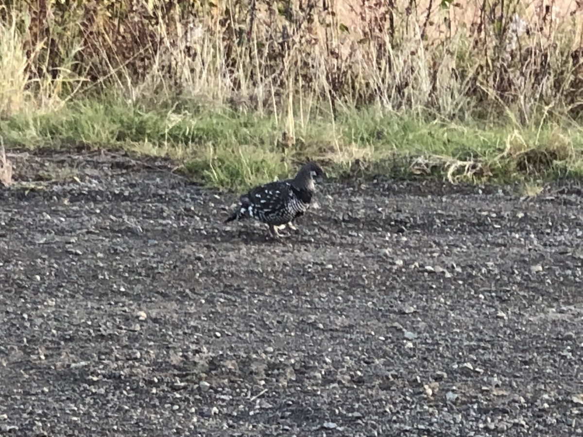 Spruce Grouse - ML373460501