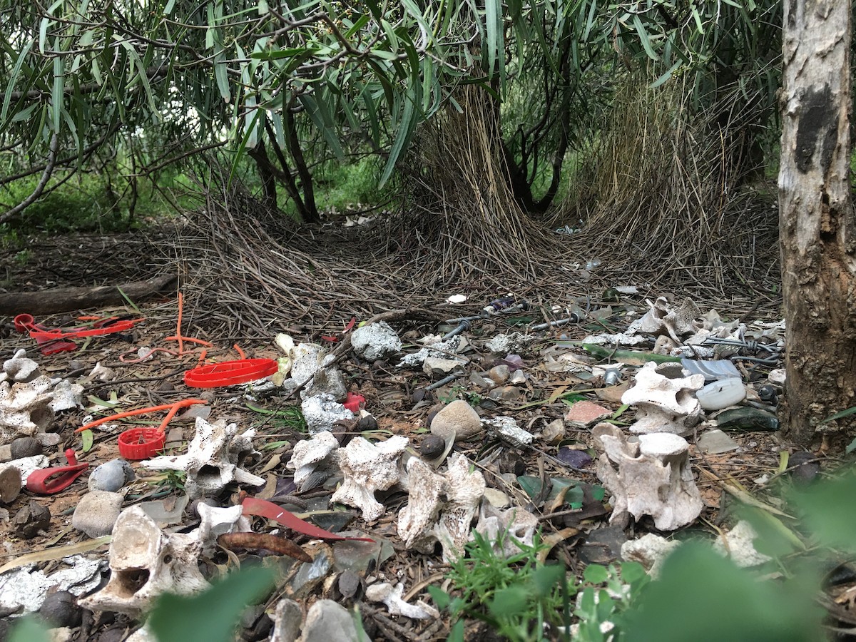 Spotted Bowerbird - ML373460831