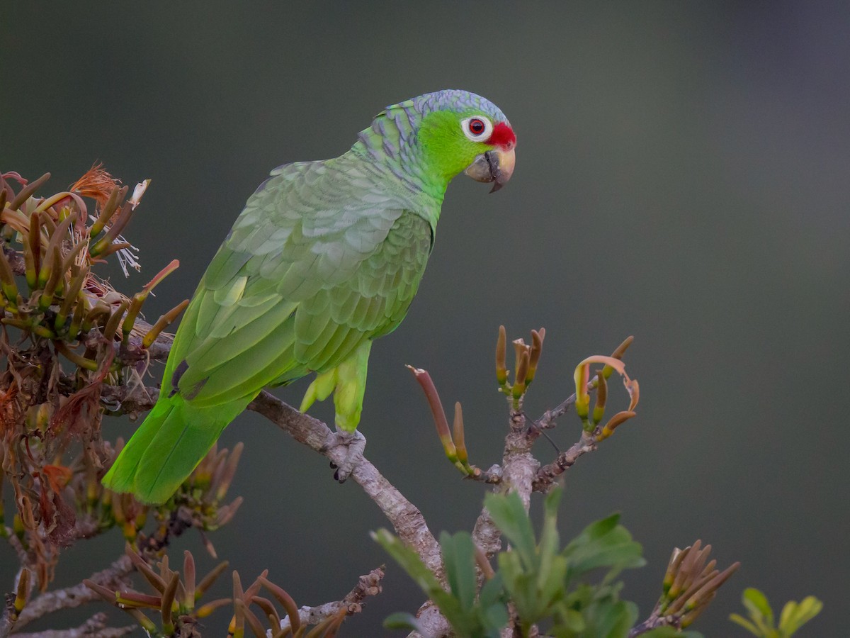 Red-lored Amazon - Amazona autumnalis - Birds of the World
